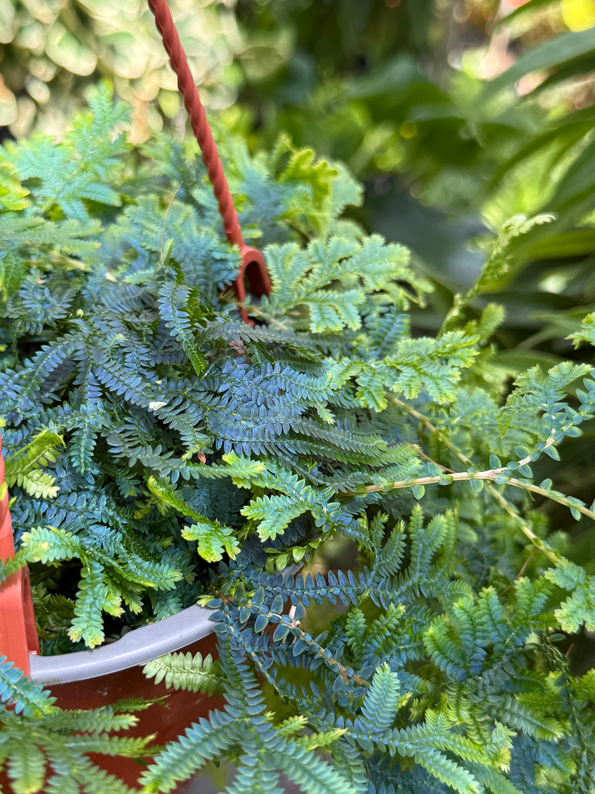 6" Fern Selaginella Peacock