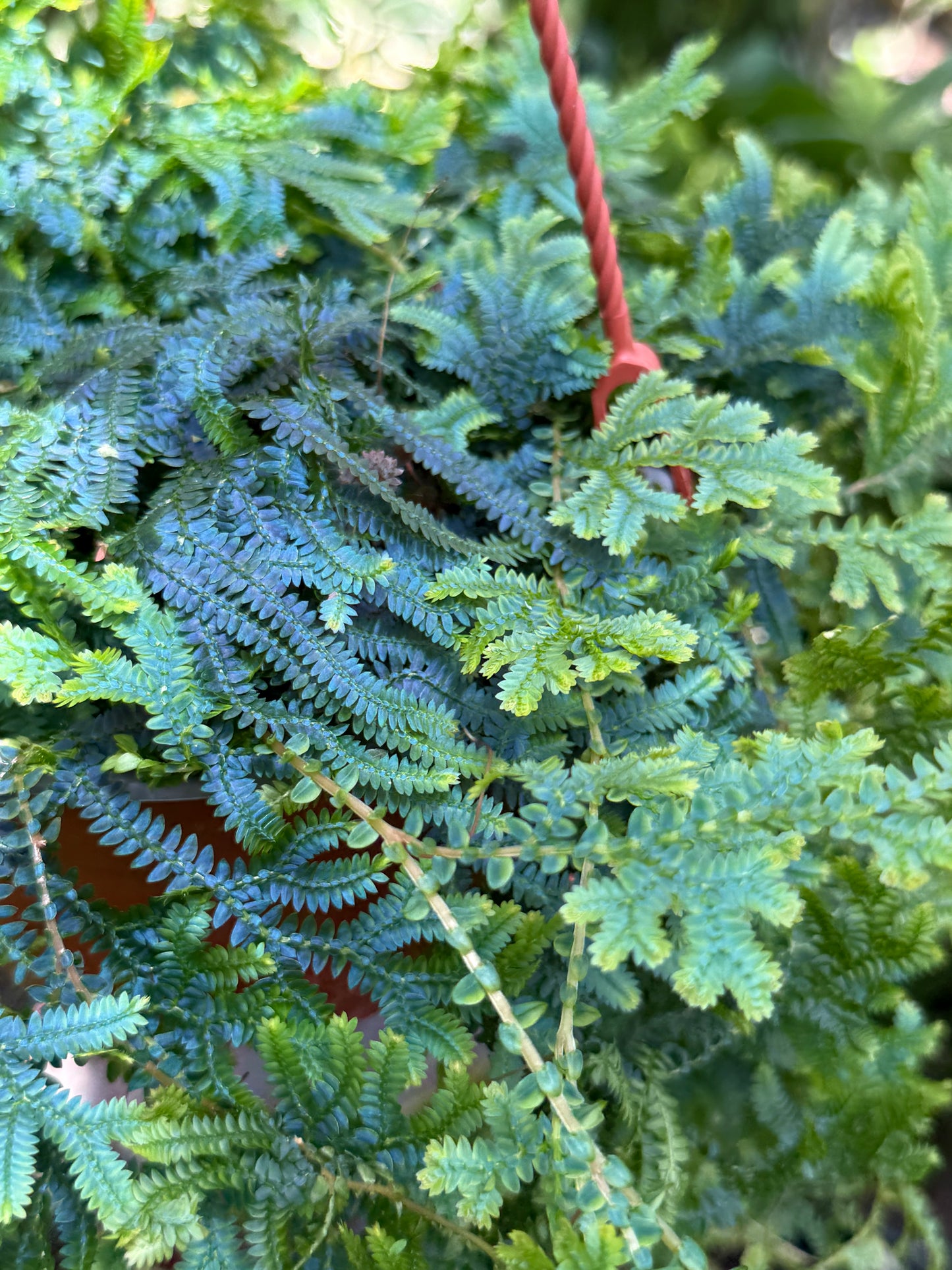 6" Fern Selaginella Peacock